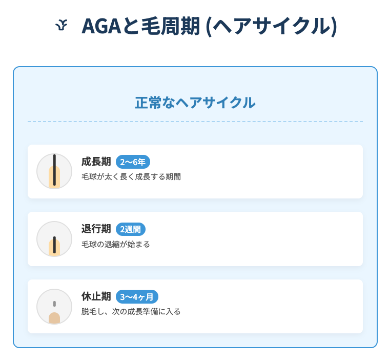 AGAの正常なヘアサイクルを表現したイラスト画像