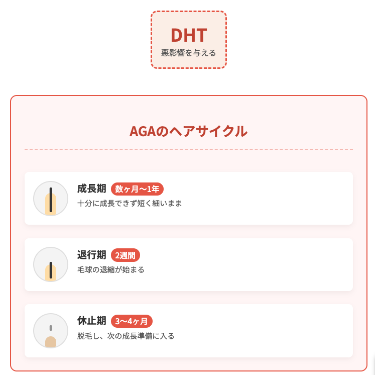 DHTによって正常ではないヘアサイクルになった様子を表現したイラスト画像