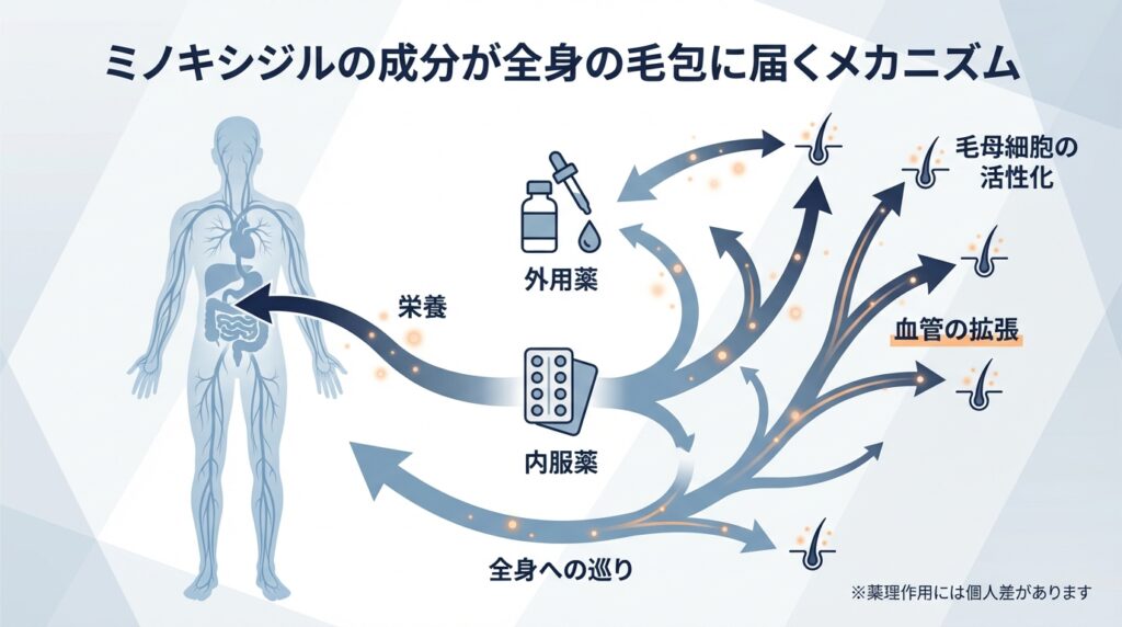 ミノキシジルの成分が全身の毛包に届くメカニズム