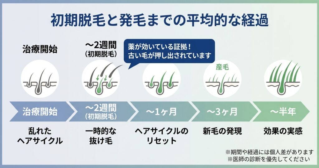 初期脱毛と発毛までの平均的な経過
