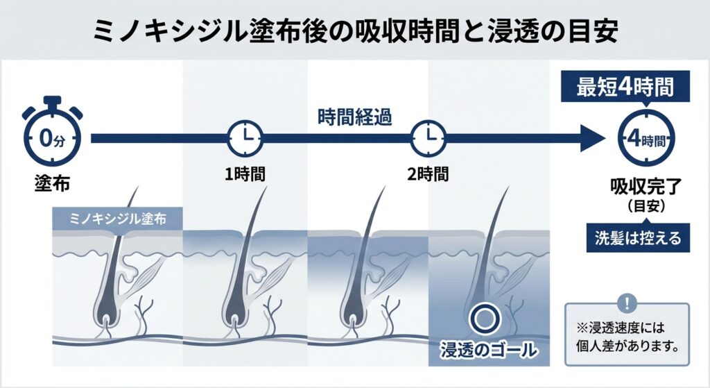 ミノキシジル塗布後の吸収時間と浸透の目安