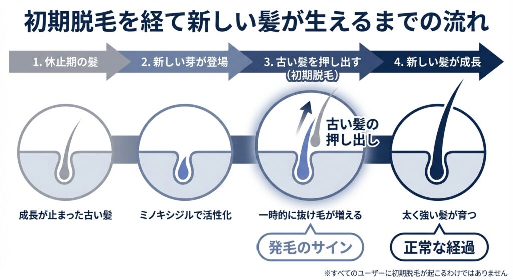 初期脱毛を経て新しい髪が生えるまでの流れ