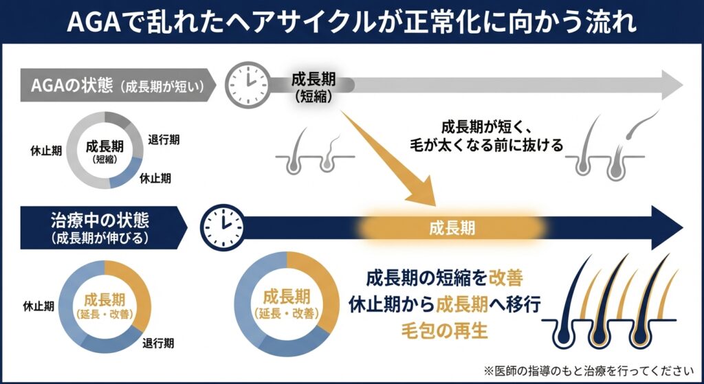 AGAで乱れたヘアサイクルが正常化に向かう流れ