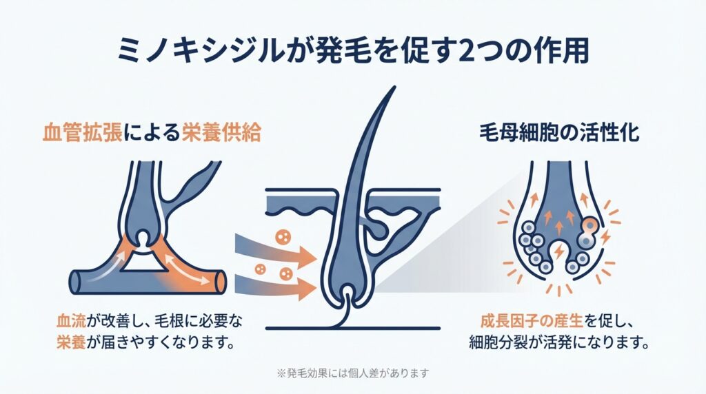 ミノキシジルが発毛を促す2つの作用