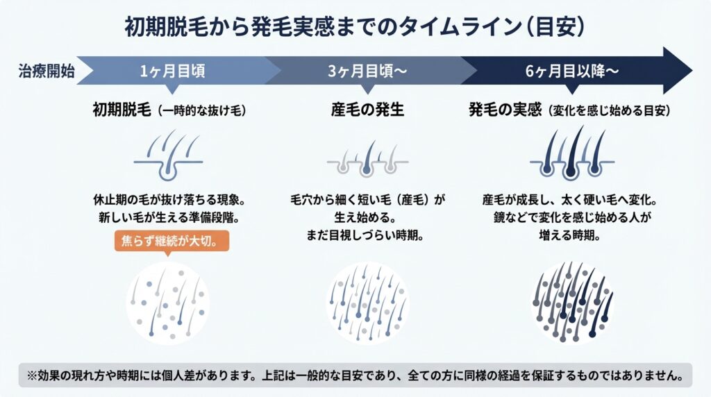 初期脱毛から発毛実感までの目安