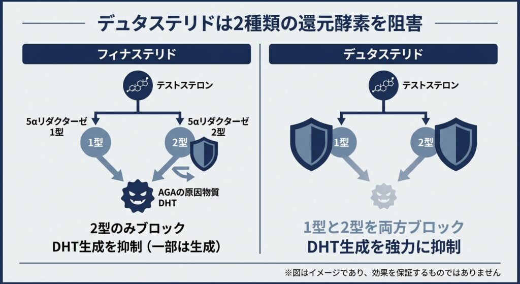 デュタステリドは2種類の還元酵素を阻害する